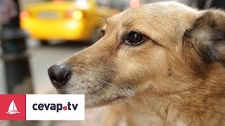 Köpeklerde Raşitizm hastalığı nedir ve hastalıktan nasıl korunur [upl. by Nugesulo]