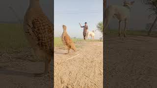 Teetar ki awaz  teetar sound birds iraniteetar pkteetarvoice viral [upl. by Broucek425]