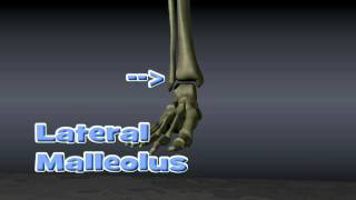 Anatomy of Ankle Fractures [upl. by Filide]