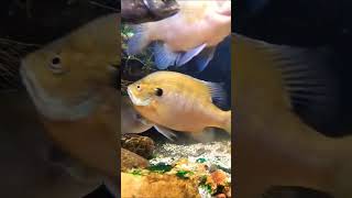 Relaxing underwater sounds 🐟 fish aquarium fishtank aquaticsounds relaxing water [upl. by Annuhsal687]