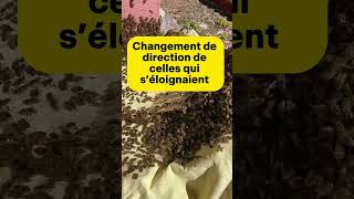 Cueillette 2 essaim apiculture abeille bee essaim naturesounds beekeeper [upl. by Hayes]