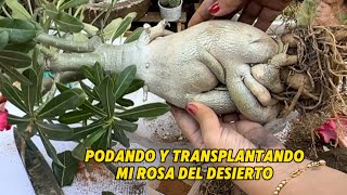 Cómo podar y transplantar y multiplicar una rosa del desierto [upl. by Amilah882]