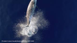 Goosebeaked whale breaching in Hawai‘i [upl. by Rutan]