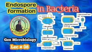 General MicrobiologyLecture8 Endospore Formation in Bacteria  Sporulation [upl. by Eunice737]