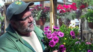 Osteospermum  A Good Plant to Try [upl. by Huba623]