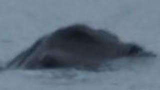 Irish Loch Ness Monster Caught on Camera [upl. by Koser]