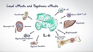 Autoimmune Diseases and Interleukin 6 HD [upl. by Schoenfelder]