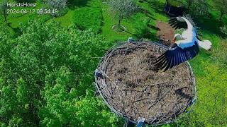 Storchennest HorstsHorst  Storch nimmt Reißaus vor Nilgans  12042024 [upl. by Cybill]