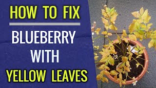 How To Fix Blueberry With Yellow Leaves  FASTEST WAY [upl. by Fairfield]