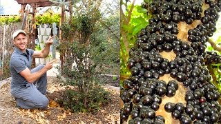 How to Plant amp Grow a Jabuticaba Tree Brazilian Grape [upl. by Rafaelle]