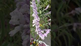 Salvia leucantha looks so beautiful 🥰  Planting Fields Arboretum State Historic Park [upl. by Menides564]