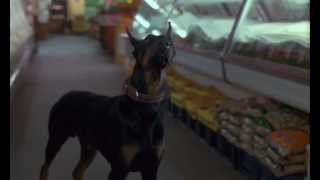 Dobermans in movie  25  Доберманы в кино [upl. by Evetta608]