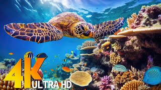 4K UNDERWATER WONDERS 60FPS  Tropical Fish Coral Reef  Relaxing Music amp Colorful Sea Life [upl. by Basso]