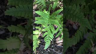 Dryopteris erythrosora [upl. by Vina573]