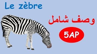 Le zèbre production écrite 5AP  تعبير كتابي حيوان حمار الزرد [upl. by Aborn]