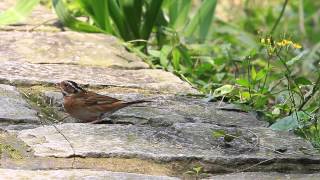 Tristrams Bunting [upl. by Blatt]