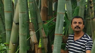 economically viable bamboo species ep 37 [upl. by Zita]