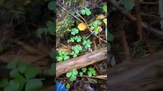 Chanterelles 2024 mushroom foraging genesis129 [upl. by Yoshio]