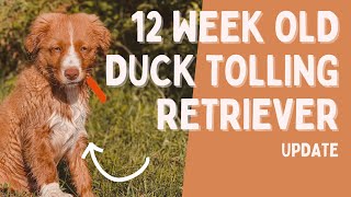 12 week Nova Scotia Duck Tolling Retriever  Why we chose a Toller [upl. by Sibylle]