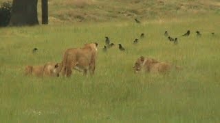 Red Kite Stealing from Lions [upl. by Gearard]