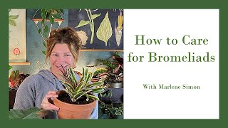 How to Care for Bromeliads [upl. by Anirdna480]