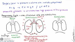 Pulmonary and Alveolar Ventilation [upl. by Aryhs]