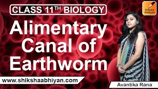 Alimentary Canal of Earthworm  Structural Organization in Animals  CBSE Class 11 Biology [upl. by Leahcym]