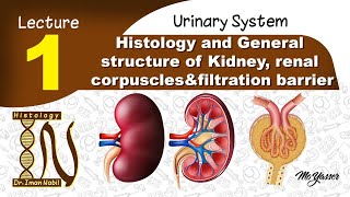 1 Histology of General structure of Kidney renal corpusclesfiltration barrier Urinary system [upl. by Suruat173]