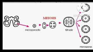 megasporogenesis y microsporogenesis doble fecundación [upl. by Grefer]