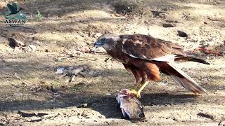 Marsh Harrier bird hunts a fish [upl. by Oisangi543]