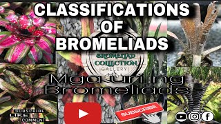 CLASSIFICATIONS OF BROMELIADS  URI NG MGA BROMELIADS  Bromeliad Collection Gallery [upl. by Keegan]