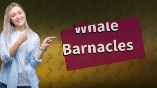 How do whales deal with barnacles [upl. by Arytal]