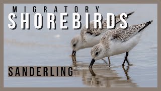 SANDERLING Behavior Observation in Slow Motion • Sandpiper Shorebirds on Oregon Coast birdwatching [upl. by Ruy]