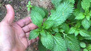 AMAZING BENEFITS OF STINGING NETTLE PLANT [upl. by Nytsirk]