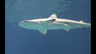 Haaien  Sharks  Ocean  Burgers Zoo [upl. by Nnad]