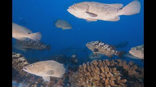 Full Moon Grouper Spawning in Fakarava 2022 [upl. by Aihsenek]