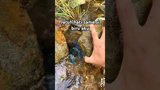 Capit birunya bikin jatuh hatifypシ゚viral fishing mancing capitbiru [upl. by Joung850]