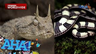 Gaano kalakas ang kamandag ang twolined coral snake o balitadan  AHA [upl. by Charron]