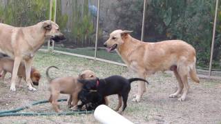 Desert Sol Chinooks Chicken Nugget Litter Week 7  Big dog play [upl. by Gibb]