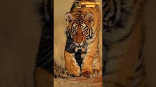 Tiger The Majestic Predator  King of the Jungle  WILDLIFE [upl. by Keel]