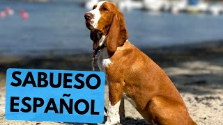 Sabueso Español  TOP 10 Interesting Facts  Spanish Hound [upl. by Leelahk695]