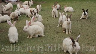 Cute Animal Rabbits as Pets Video  Rabbit Farming in India  Indian Rabbit  ढेर सारे खरगोश [upl. by Evelina]