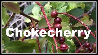 Chokecherry Prunus virginiana Permaculture Walk  Ninja Gardening  Episode 14 [upl. by Pillsbury]