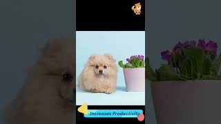 Pets  S610 cute cutedog dog cutedog dogs viral shorts youtubeshorts tiktok puppy pets [upl. by Nedrud762]