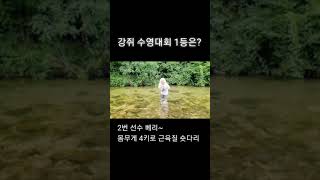 강쥐들 수영 대회 1등은 누구 여름휴가 냇가에서 놀기 애견물놀이 강아지 수영선수슈나우저 [upl. by Oilenroc476]