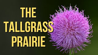 The Tallgrass Prairie  Native Grasslands of the American Midwest [upl. by Daryn]