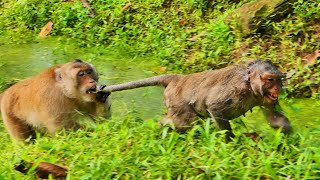 Ohgod Poor pregnant female monkey catching the tail by big male monkey  Baby Wildlife168 [upl. by Aneelak]