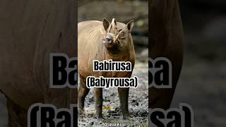 Babirusa Características Hábitat y Curiosidades [upl. by Nrol]