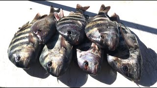 Simple Bait Trick Works Every Time Irresistible To Sheepshead Catch More Fishing With Less Shrimp [upl. by Milman934]