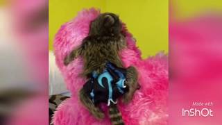 Baby smallest monkey with diaper momolove Video 12 [upl. by Katee]